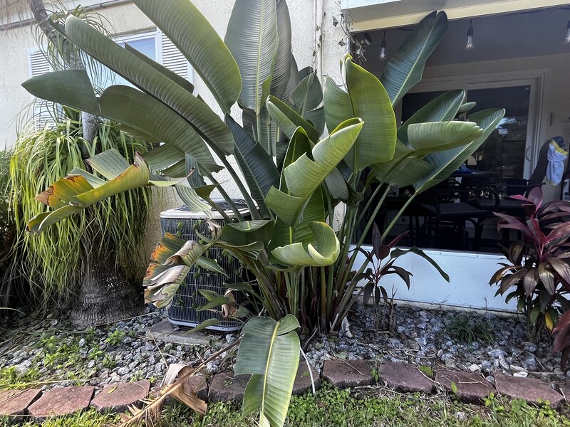 White Bird of Paradise