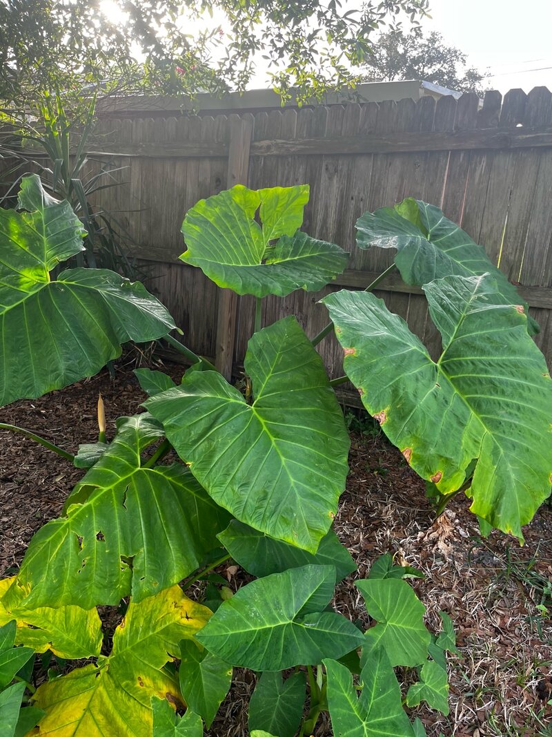 Elephant Ear plant