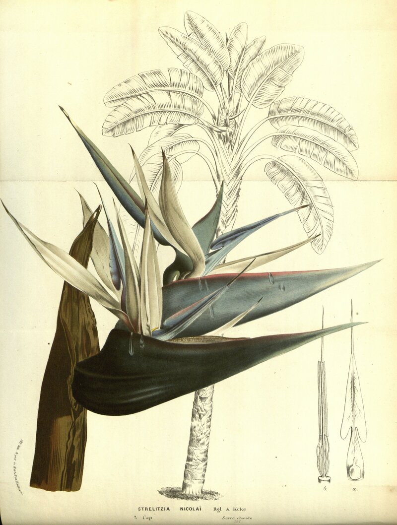 White Bird of Paradise