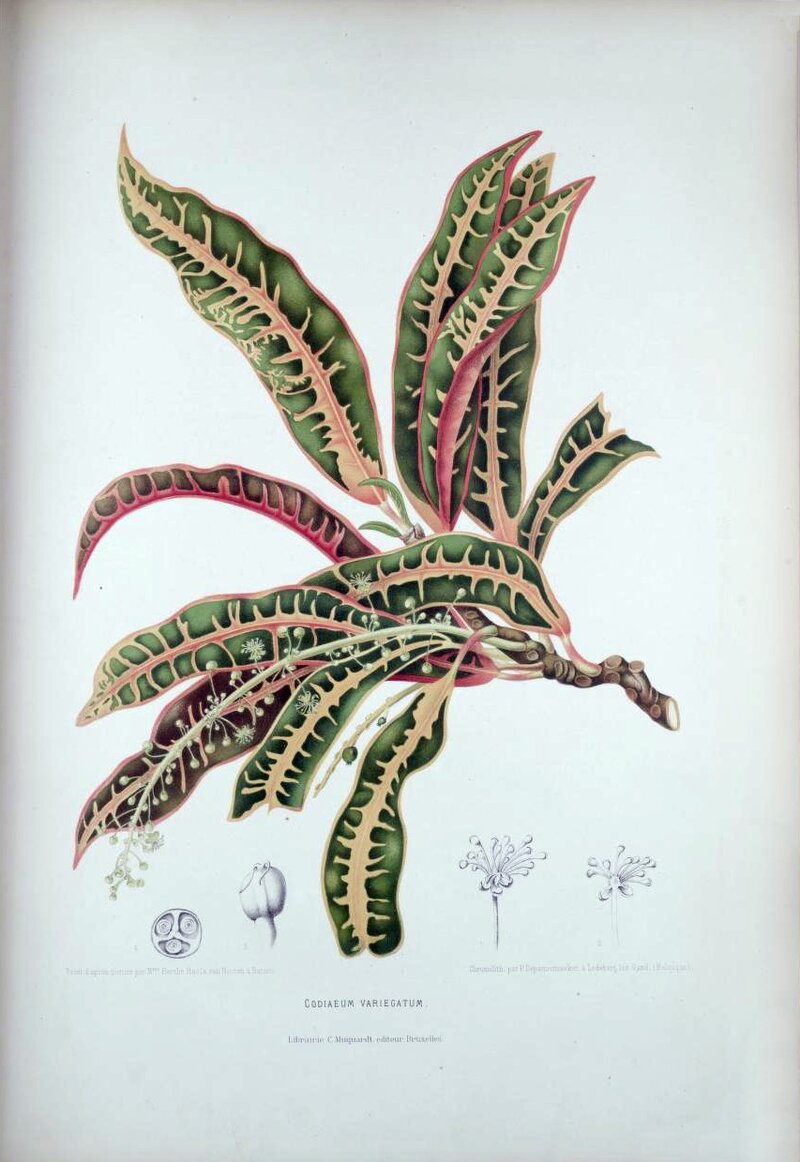 Croton plants