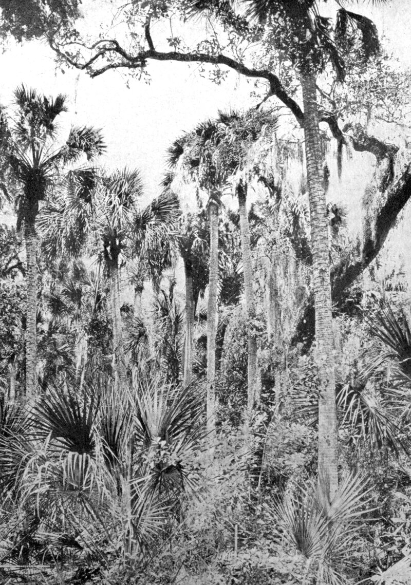 Botanical plate of a Florida palmetto hammock landscape