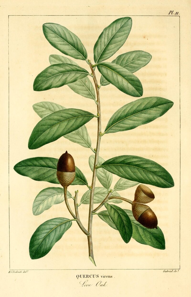 Southern Live Oak tree