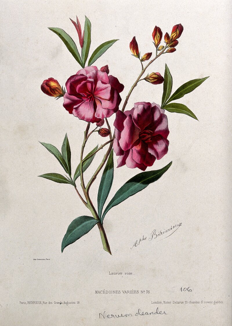 Oleander shrub