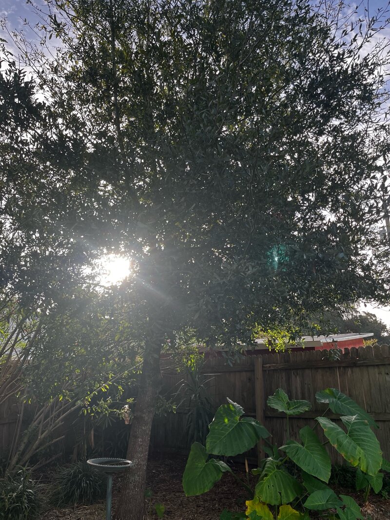 Southern Live Oak tree