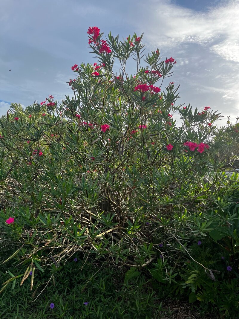 Oleander shrub