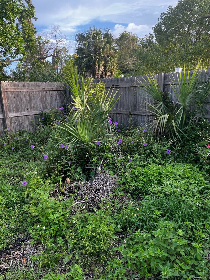 Mexican Petunia and native ground cover