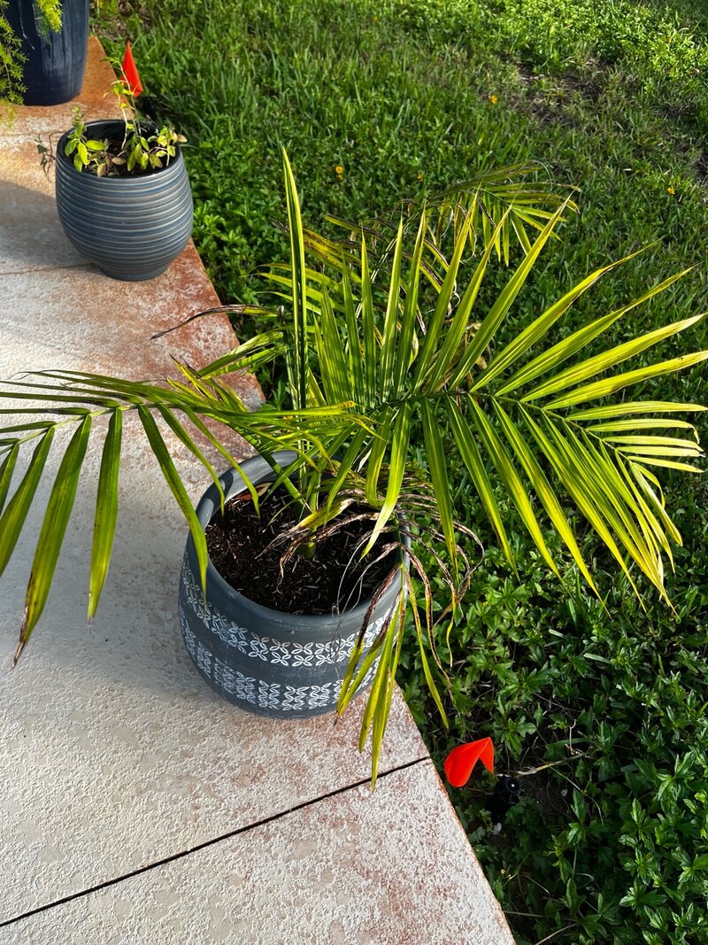 Pygmy Date Palm