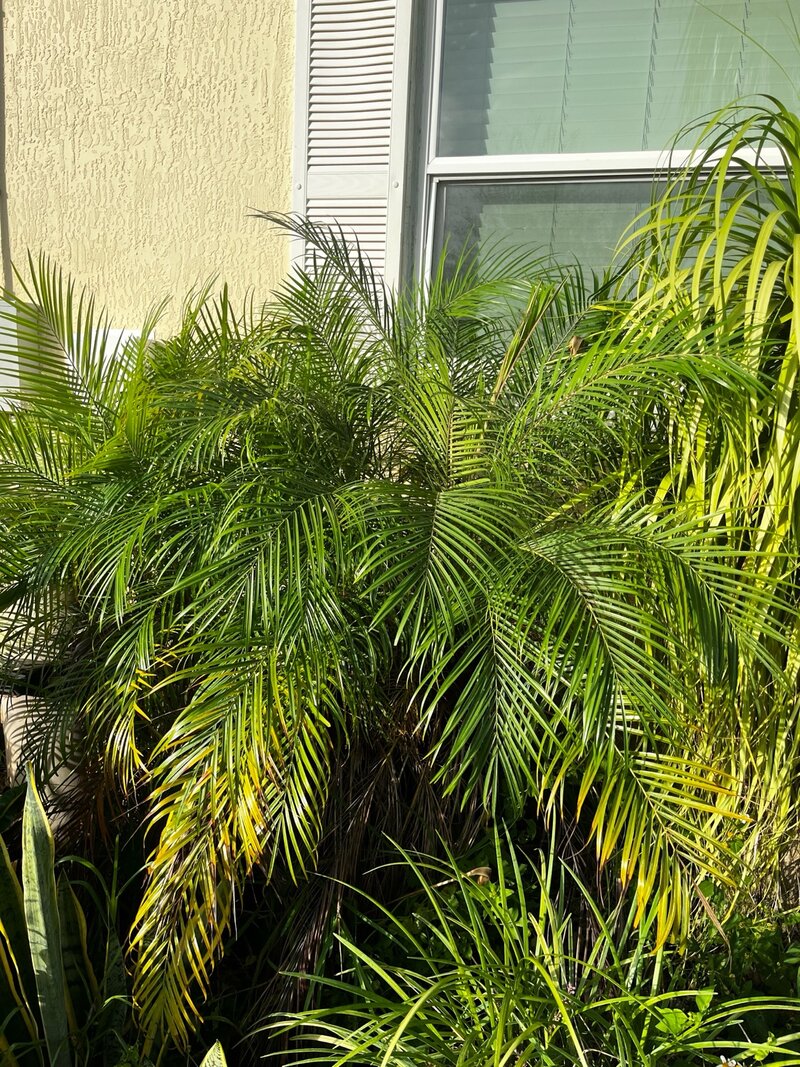 Pygmy Date Palm planted