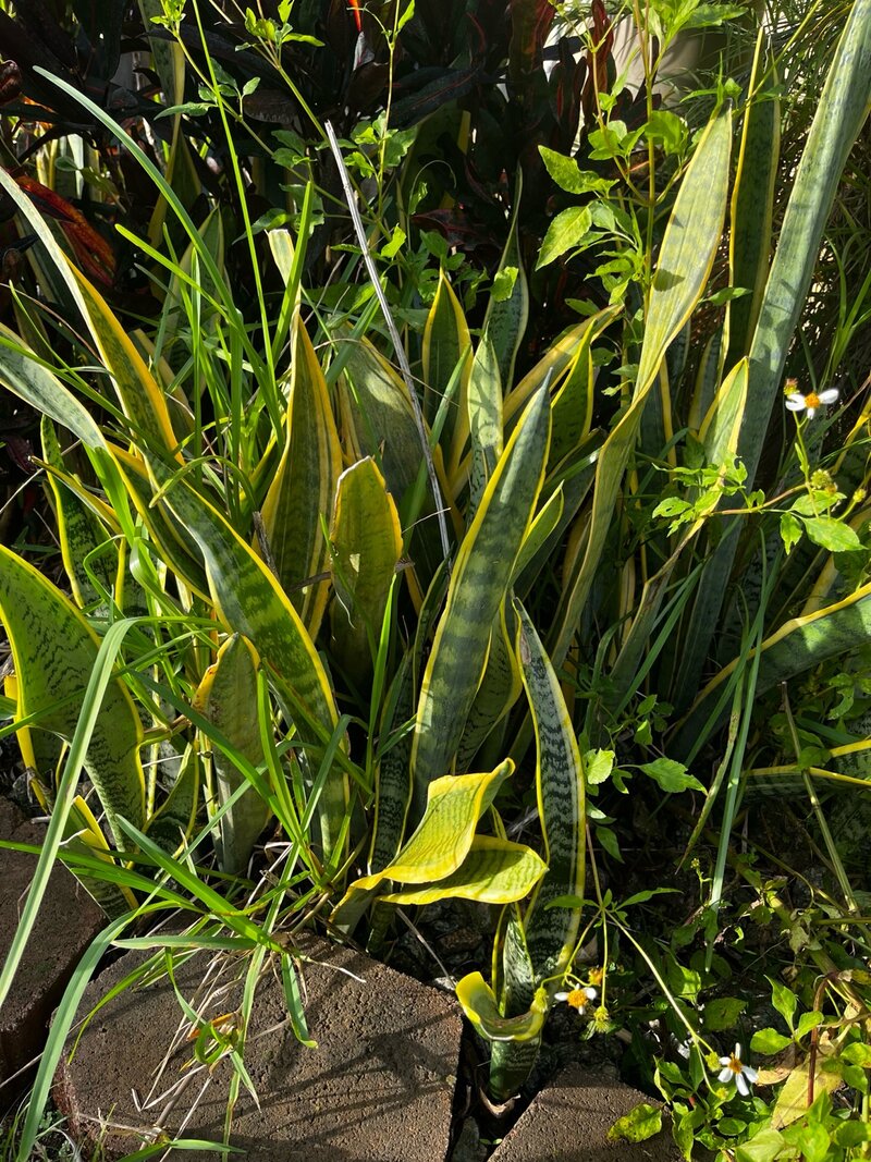Snake Plant