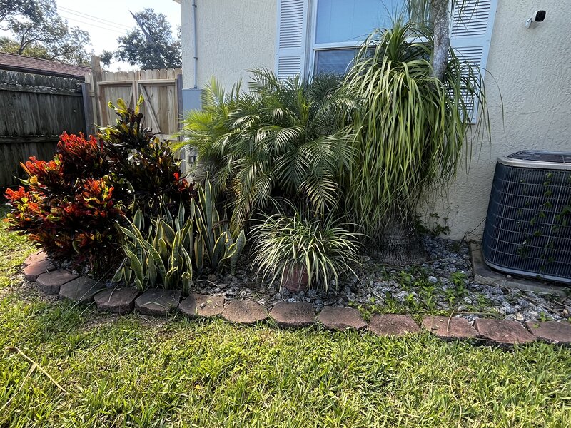 Group shot of crotons, snake plants, pygmy date palm, and ponytail palm
